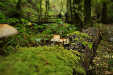 Setas sobre árbol con musgo