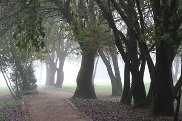 Camino entre árboles