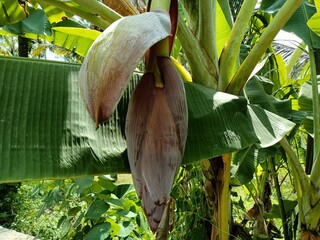 Banana or Pygmy Shrew, Musa acuminata, Musa balbisiana, banana flower, domesticated plants