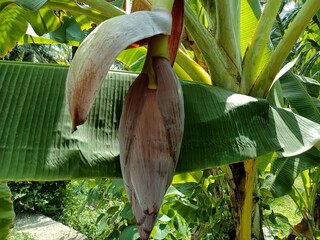 Banana or Pygmy Shrew, Musa acuminata, Musa balbisiana, banana flower, domesticated plants