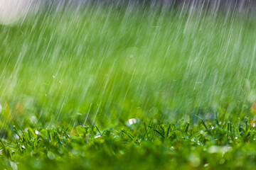 A spray of water drops over a green lawn.
