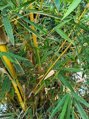 Bamboos are a diverse group of mostly evergreen perennial flowering plants making up the subfamily Bambusoideae of the grass family Poaceae.