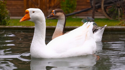 Beautiful white domestic goose, love birds