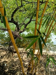 Bamboos are a diverse group of mostly evergreen perennial flowering plants making up the subfamily Bambusoideae of the grass family Poaceae.