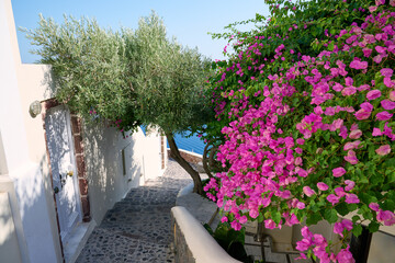Typical stone road with white houses and bougainvillea flowers leading to the sea, steps lead to the sea, Oia, Santorini island, Greece. Greek Islands, Santorini, European Vacation