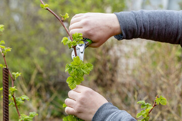 A gardener manually cuts a raspberry bush with a bypass pruner. Pruning of raspberry and blackberry...