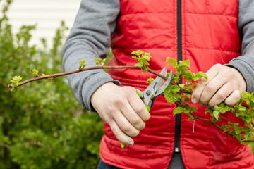 A gardener manually cuts a raspberry bush with a bypass pruner. Pruning of raspberry and blackberry...