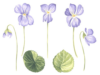 Watercolor set of wild violet flowers with and green leaves. Isolated hand drawn illustration spring blossom field pansy Viola. Floral botanical template for postcard, packaging, textile and sticker