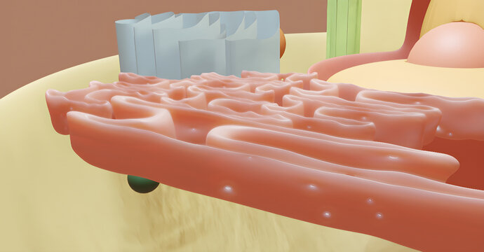 Endoplasmic Reticulum in cell with other cell organelles. 3d Render