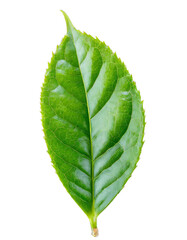 green tea leaf on isolated background