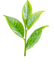 green tea leaf on isolated background