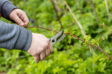 A gardener manually cuts a raspberry bush with a bypass pruner. Pruning of raspberry and blackberry bushes with bypass secateurs. Dacha and vegetable garden, gardening, bush care. - obrazy, fototapety, plakaty
