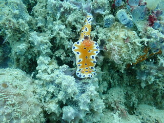 nudibranch
