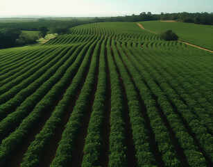 a coffee plantation in colombia and brazil