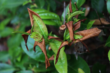 Close-up of young green leaves of Cherry laurel bush damaged by frost. Prunus laurocerasus tree...
