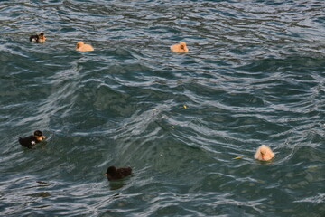 Landscape in NewZealand