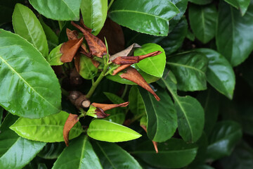  Young green leaves of Cherry laurel bush damaged by frost. Prunus laurocerasus tree with  brown...
