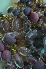 Natural background with purple ripe grapes immersed in water on selective focus. Refreshment concept