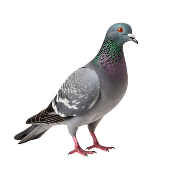 Pigeon clip art