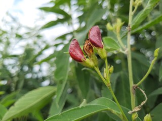 pigeon pea plant flower with red lining.