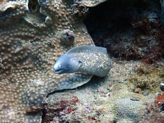 moray eel