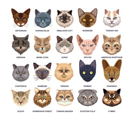 Different types of cat head set collection, Domestic cat breeds and hybrids, cartoon cat faces avatar, vector illustration, suitable for education poster infographic guide catalog, flat style.