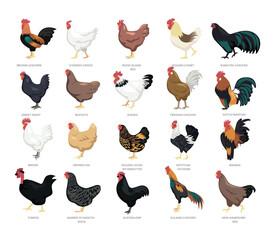 Different types of chicken set collection, breeds of domestic chicken cartoon, hen poultry farming, vector illustration, suitable for education poster infographic guide catalog, flat style.