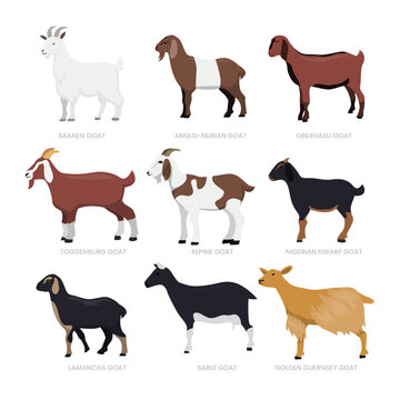 Different types of goat set collection, breeds of domestic goat cartoon, dairy farming, kid goat vector illustration, suitable for education poster infographic guide catalog, flat style