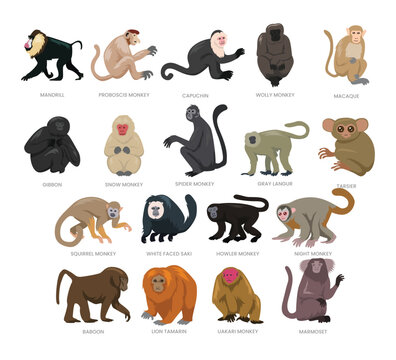 Different types of monkey set collection, breeds of domestic monkey cartoon, primate jungle conservation, monkey vector illustration, suitable for education poster infographic guide catalog,flat style