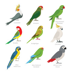 Different types of parrot set collection, breeds of domestic parrot cartoon, rainforest amazon jungle, parrot vector illustration, suitable for education poster infographic guide catalog, flat style.