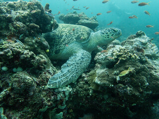 green sea turtle