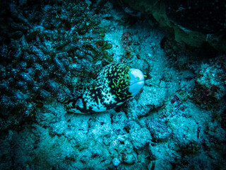 moray eel