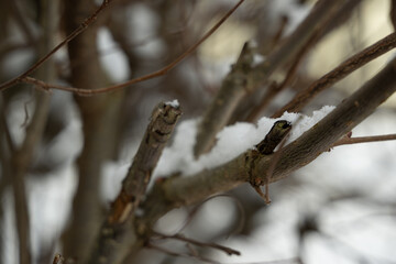 ast winter schnee natur