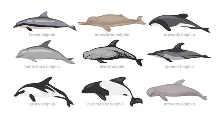 Different types of dolphin set collection cartoon, swimming mammals underwater animals fish, vector illustration, suitable for education poster infographic guide catalog, flat style.