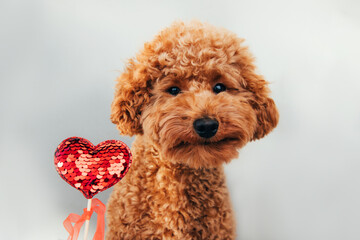 A small beautiful red poodle with a red heart on a gray background close-up. Background for Valentine's day. Front view