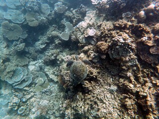 green sea turtle
