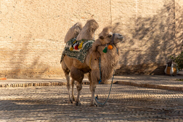 Naklejka premium Bactrian Camel Camelus bactrianus poses in small square in Khiva, Uzbekistan