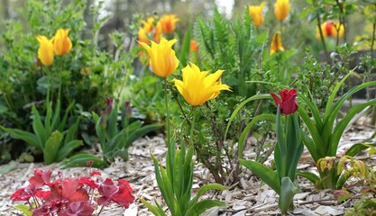 beautiful yellowtulips blooming in a flowerbed in a spring garden mulched with wood chips on the...