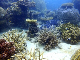 coral reef