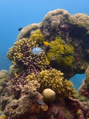 coral reef