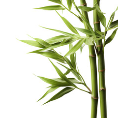 bamboo isolated on transparent background