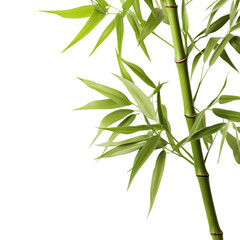 bamboo isolated on transparent background