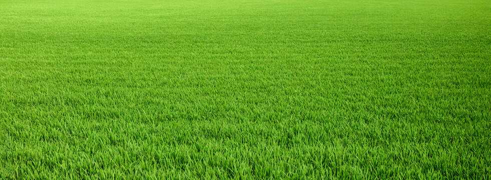Green grass background. Full frame shot of Grass or Lawn texture. Green fresh grass on springtime meadow on sunny day. Green grass field