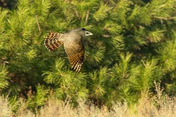 Adult female Northern goshawk flying in a Mediterranean forest with the last light of a cold winter day