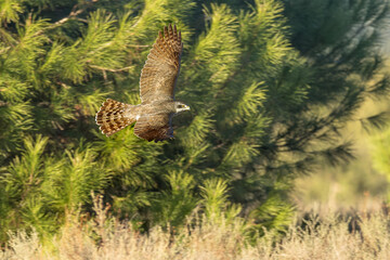 Adult female Northern goshawk flying in a Mediterranean forest with the last light of a cold winter day