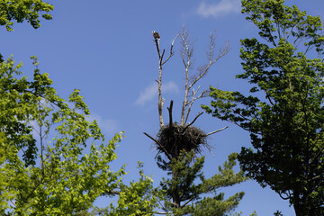 Bald eagle female and young in nest