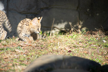 サーバルのこども