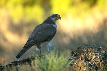 Female Northern goshawk guarding its food in a Mediterranean oak forest with the last light of the afternoon