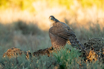 Female Northern goshawk guarding its food in a Mediterranean oak forest with the last light of the afternoon