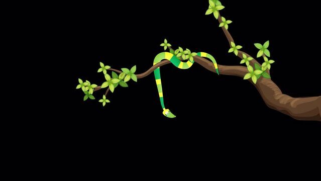 Snake Animation in a tree branch with transparent background